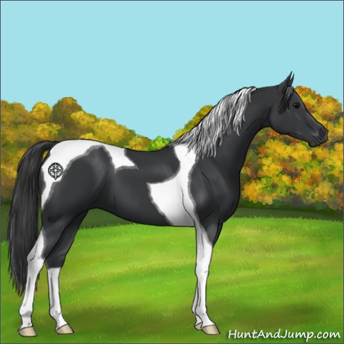 Horse Color:Black Tobiano