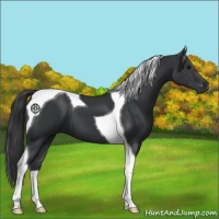 Horse Color:Black Tobiano 