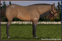 Horse Color:Buckskin Roan 