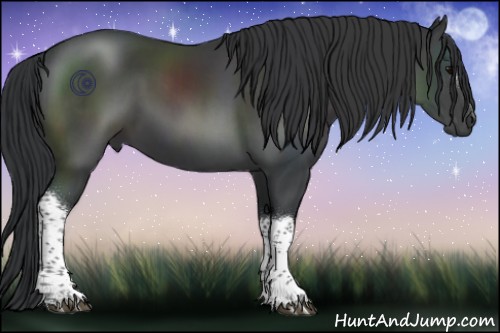 Horse Color:Black 