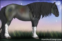 Horse Color:Black 