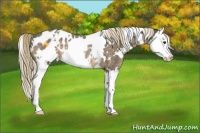 Horse Color:White Spotted Chocolate Palomino Roan Splash Blanket Rabicano
