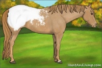 Horse Color:Chestnut Appaloosa 