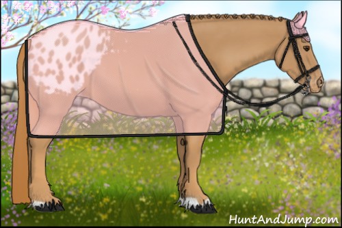 Horse Color:Chestnut Appaloosa