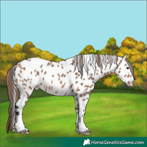 Horse Color:Bay Dun Near Leopard