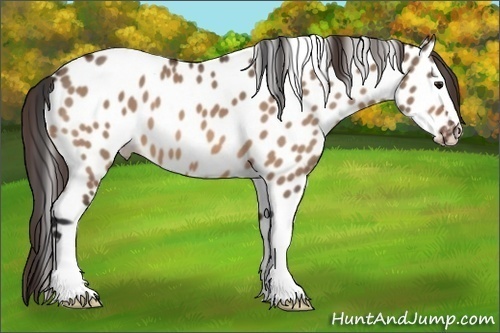 Horse Color:Bay Dun Appaloosa 