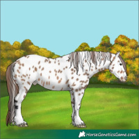 Horse Color:Bay Dun Near Leopard 