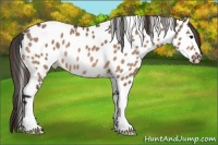 Horse Color:Bay Dun Appaloosa 