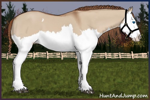 Horse Color:Red Dun Splash  and Red Dun Splash 