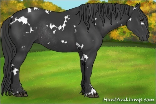 Horse Color:White Spotted Black Sabino Rabicano 