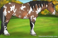 Horse Color:White Spotted Bay Sabino Rabicano