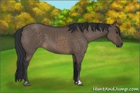 Horse Color:Brown Dun Sabino 