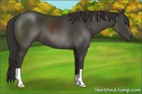 Horse Color:Smoky Black 