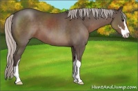 Horse Color:Silver Black Sabino 