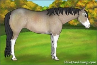 Horse Color:Bay Dun Sabino 