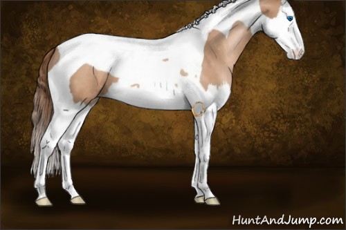 Horse Color:Bay Pearl Splash Tobiano