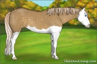 Horse Color:Chocolate Palomino Dun Splash 