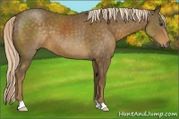 Horse Color:Chocolate Palomino 