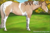 Horse Color:Bay Pearl Sabino Tobiano Rabicano 