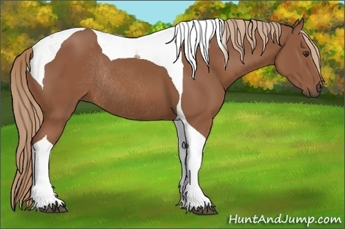 Horse Color:Chestnut Tobiano Rabicano