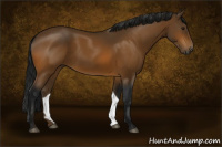 Horse Color:Gray Buckskin 