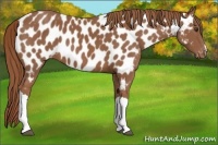 Horse Color:Chestnut Near Leopard 