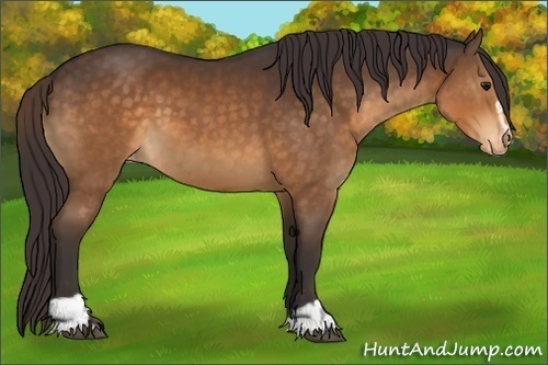 Horse Color:Buckskin Sabino Appaloosa 