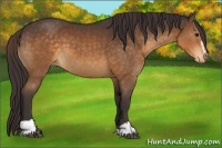 Horse Color:Buckskin Sabino Appaloosa 