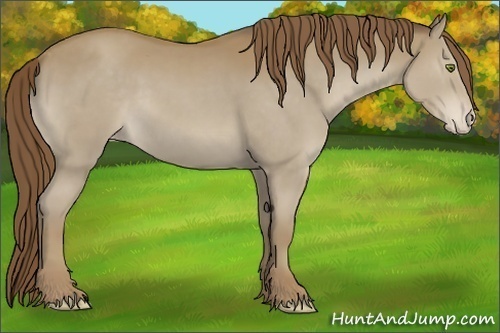 Horse Color:Classic Cream Champagne Sabino Appaloosa