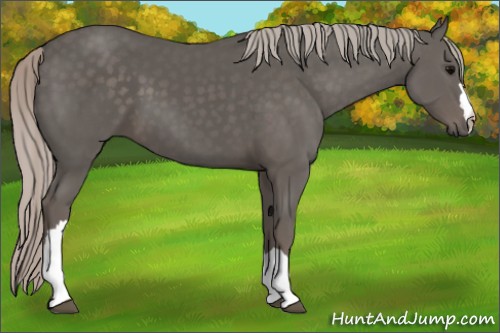 Horse Color:Silver Black 