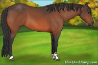 Horse Color:Bay Sabino 