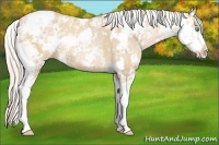 Horse Color:Palomino Pearl Sabino 