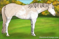 Horse Color:Perlino Sabino