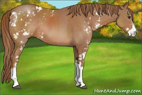 Horse Color:Chestnut Sabino Rabicano 