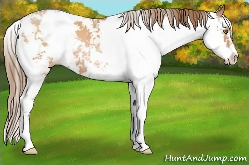 Horse Color:Bay Pearl Sabino 