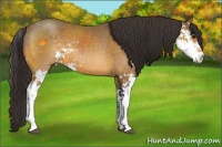 Horse Color:Buckskin Sabino
