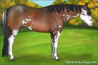 Horse Color:Bay Sabino 