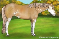 Horse Color:Palomino Sabino