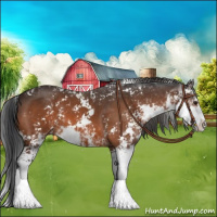Horse Color:Brown Sabino 
