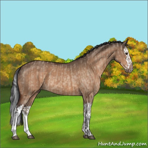 Horse Color:Brown Dun  and Brown Dun Splash 