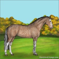Horse Color:Brown Dun  and Brown Dun Splash 