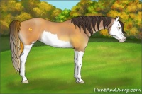 Horse Color:Amber Champagne Splash 