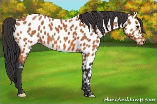 Horse Color:Bay Appaloosa