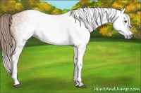 Horse Color:Gray Red Dun 