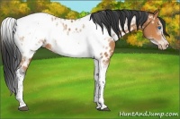 Horse Color:Bay Tobiano Frame Appaloosa 