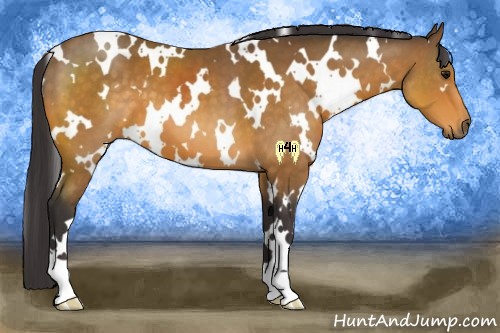 Horse Color:White Spotted Buckskin 