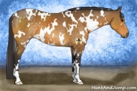 Horse Color:White Spotted Buckskin 