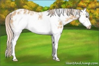 Horse Color:Palomino Ice Splash Frame Appaloosa 