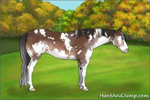 Horse Color:White Spotted Brown Sabino Splash 