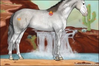 Horse Color:White Spotted Brown Dun Sabino